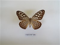 藏品(旖斑蝶)的圖片